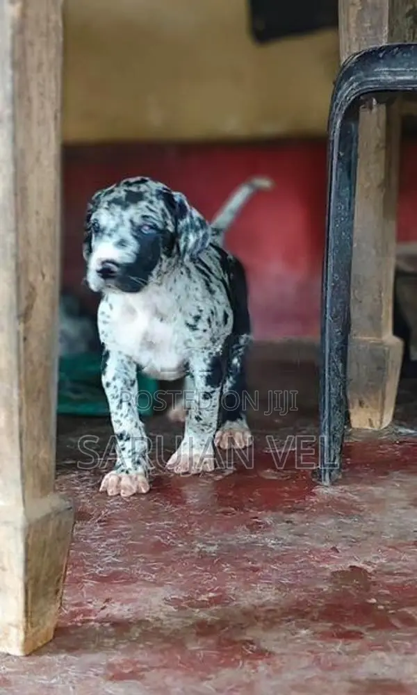 Great Dane Puppies