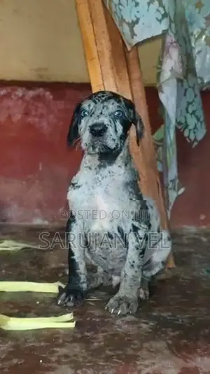 Great Dane Puppies