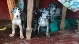 Great Dane Puppies