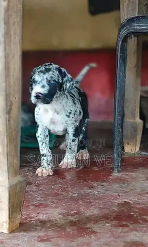 Great Dane Puppies