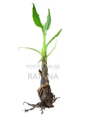කෙසෙල් පැළ Banana Plant