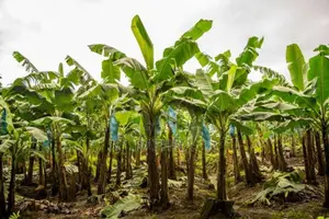 කෙසෙල් පැළ Banana Plant