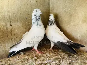 Pigeon