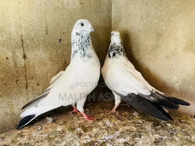 Pigeon