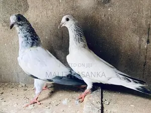 Pigeon