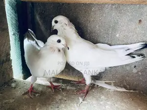 Pigeon