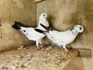 Pigeon