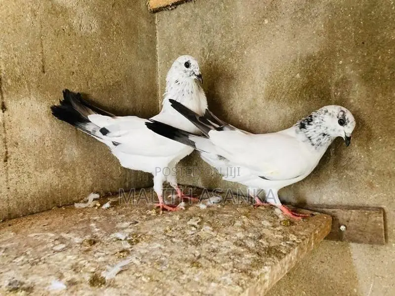 Pigeon