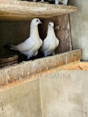 Pigeon