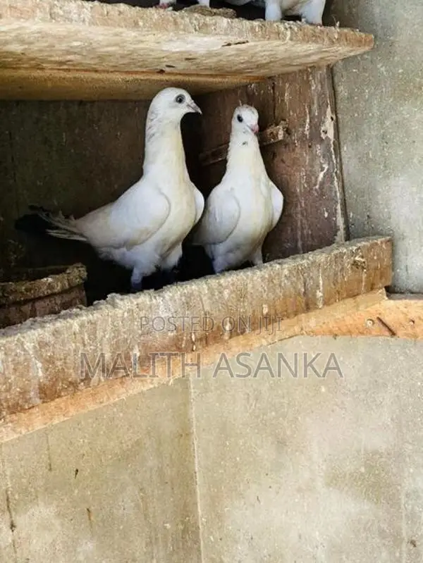 Pigeon