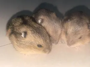 Dwarf Hamster Babys