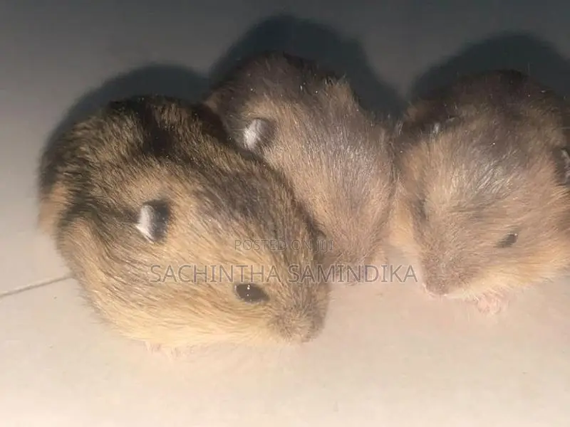 Dwarf Hamster Babys