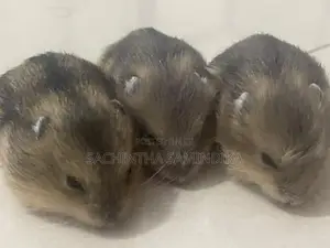 Dwarf Hamster Babys