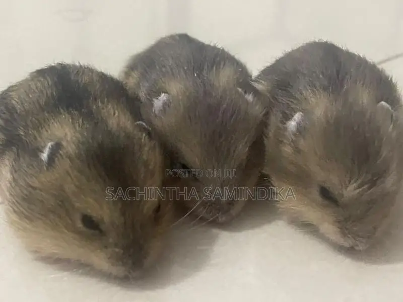 Dwarf Hamster Babys