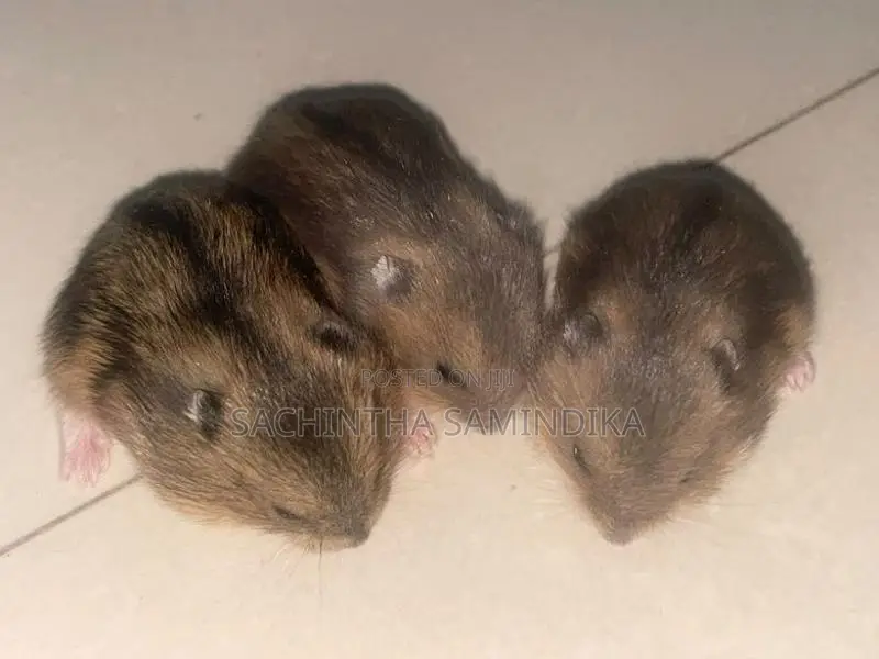 Dwarf Hamster Babys