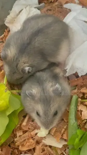 Dwarf Hamster Babys