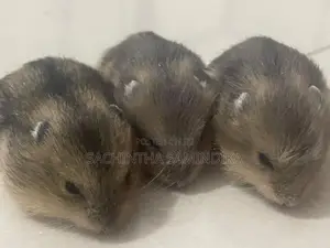 Dwarf Hamster Babys