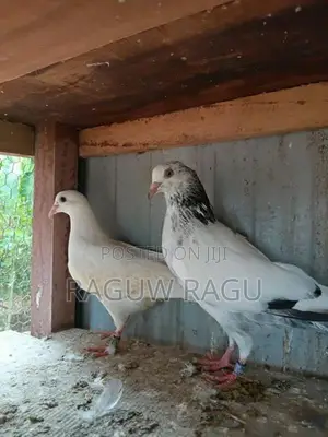 Pigeons - Bird