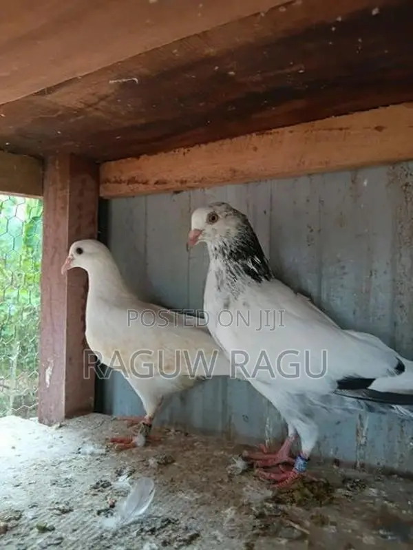 Pigeons - Bird