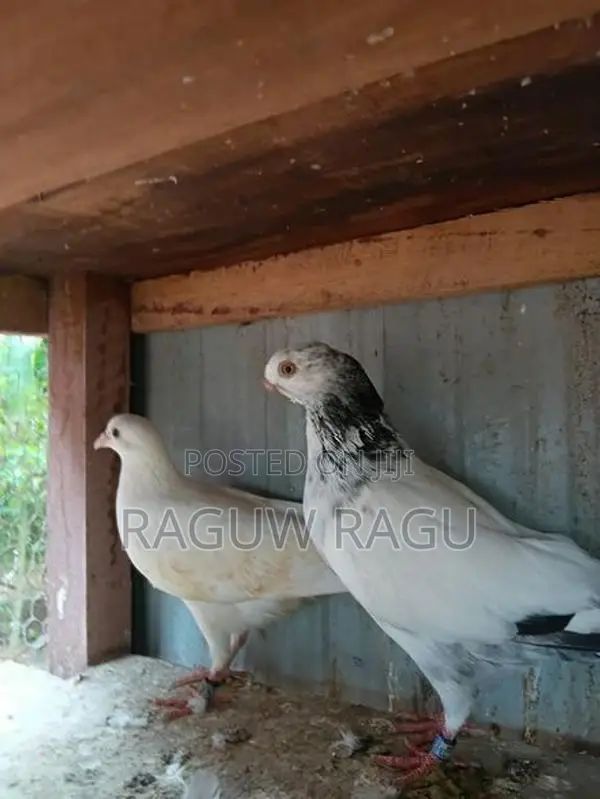 Pigeons - Bird