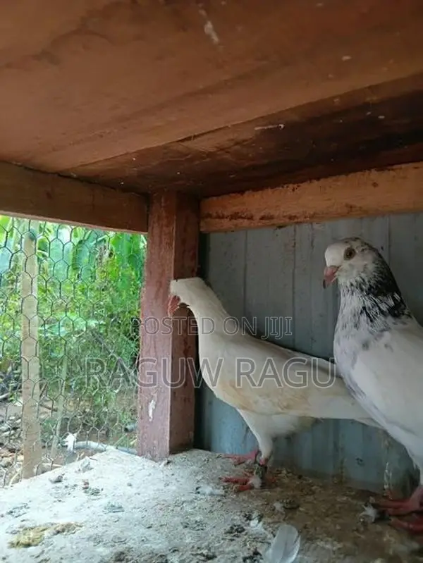 Pigeons - Bird