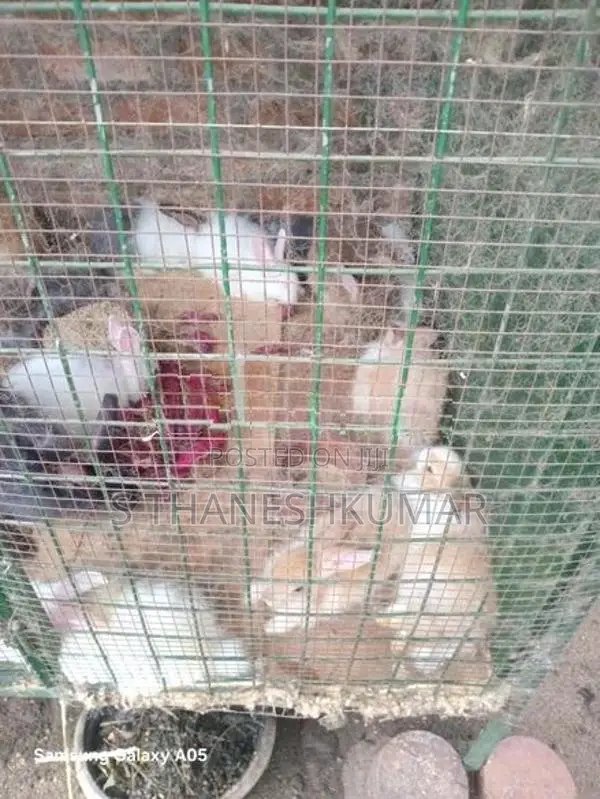Rabbit