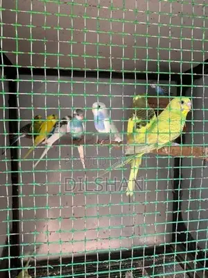 Love Birds