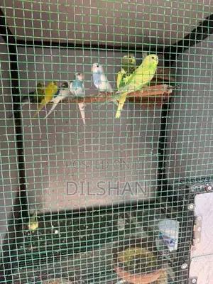 Love Birds