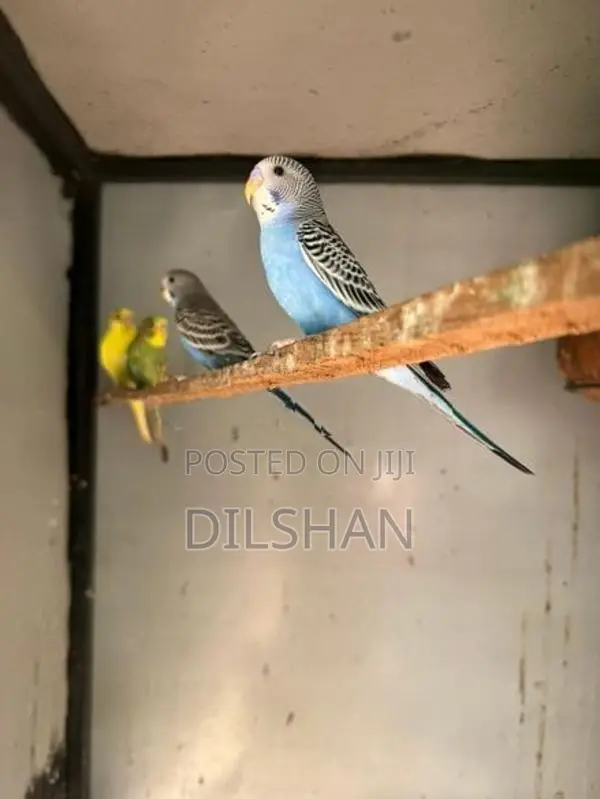 Love Birds