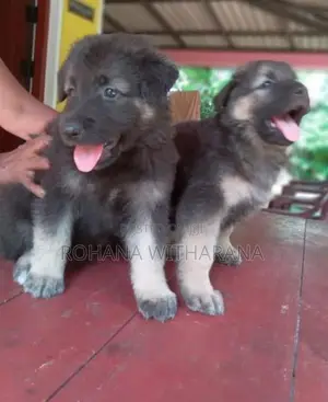 German Shepherd