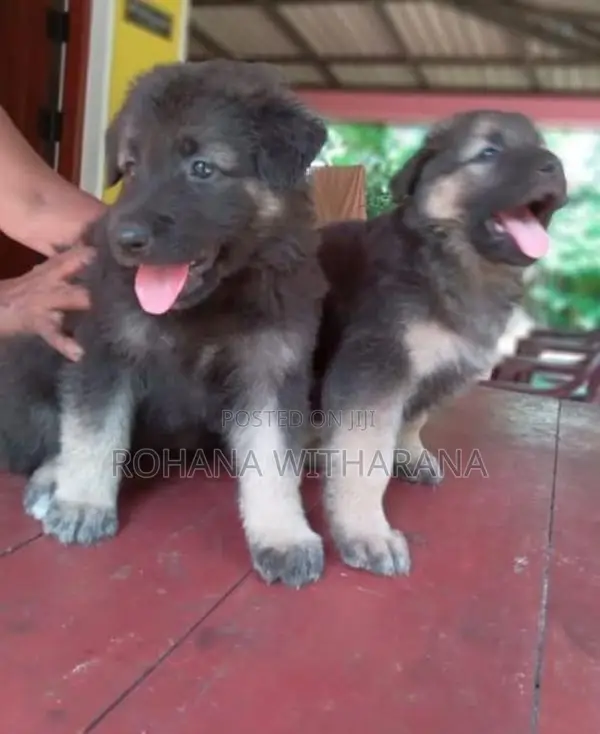 German Shepherd