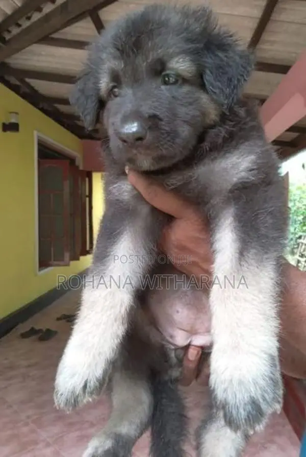 German Shepherd