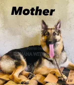 German Shepherd