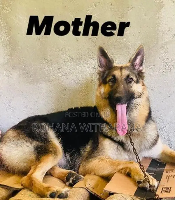 German Shepherd