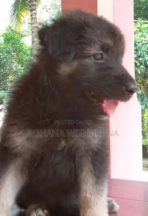 German Shepherd