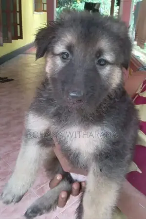 German Shepherd