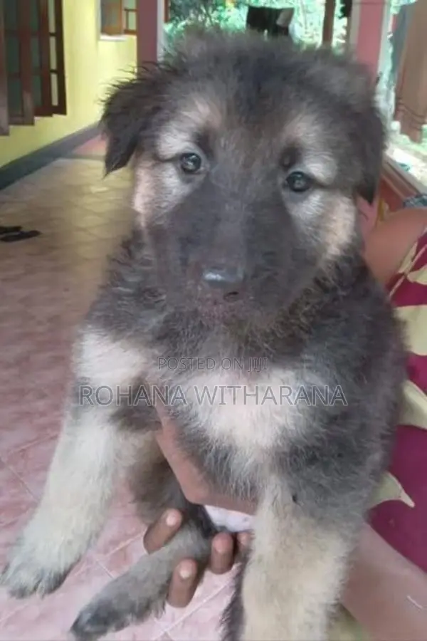 German Shepherd