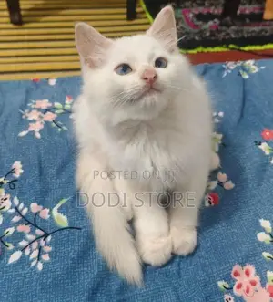Persian Cat