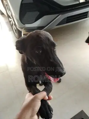 Ridgeback Mix Labrador Puppies