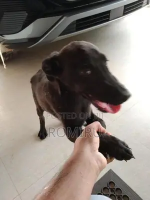 Ridgeback Mix Labrador Puppies