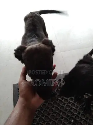 Ridgeback Mix Labrador Puppies