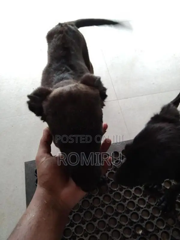 Ridgeback Mix Labrador Puppies