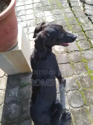 Ridgeback Mix Labrador Puppies