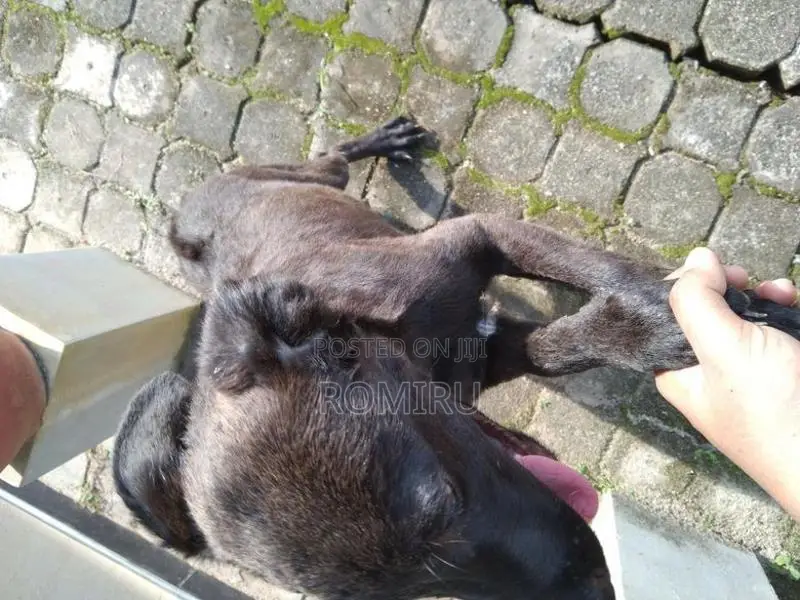 Ridgeback Mix Labrador Puppies