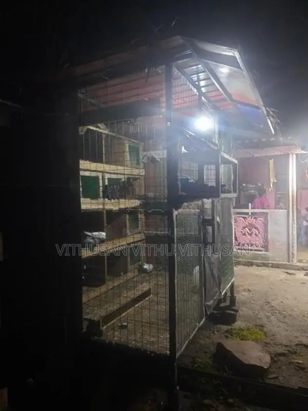 Pigeon Cage Sale
