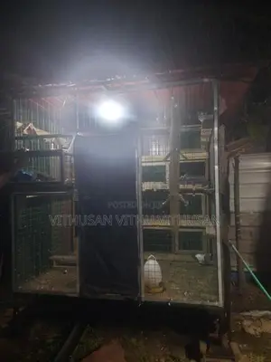 Pigeon Cage Sale