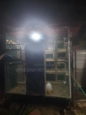 Pigeon Cage Sale