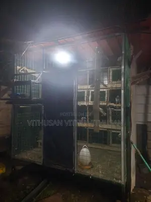Pigeon Cage Sale