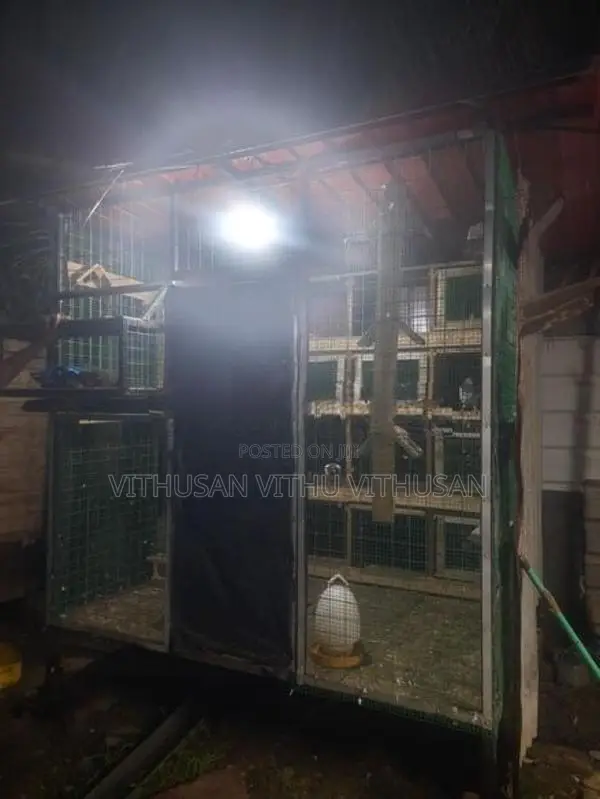 Pigeon Cage Sale