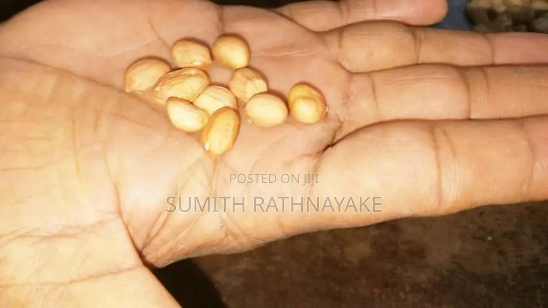 රට කජු බීජ